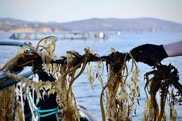 Integrated Multi-Trophic Aquaculture thumbnail